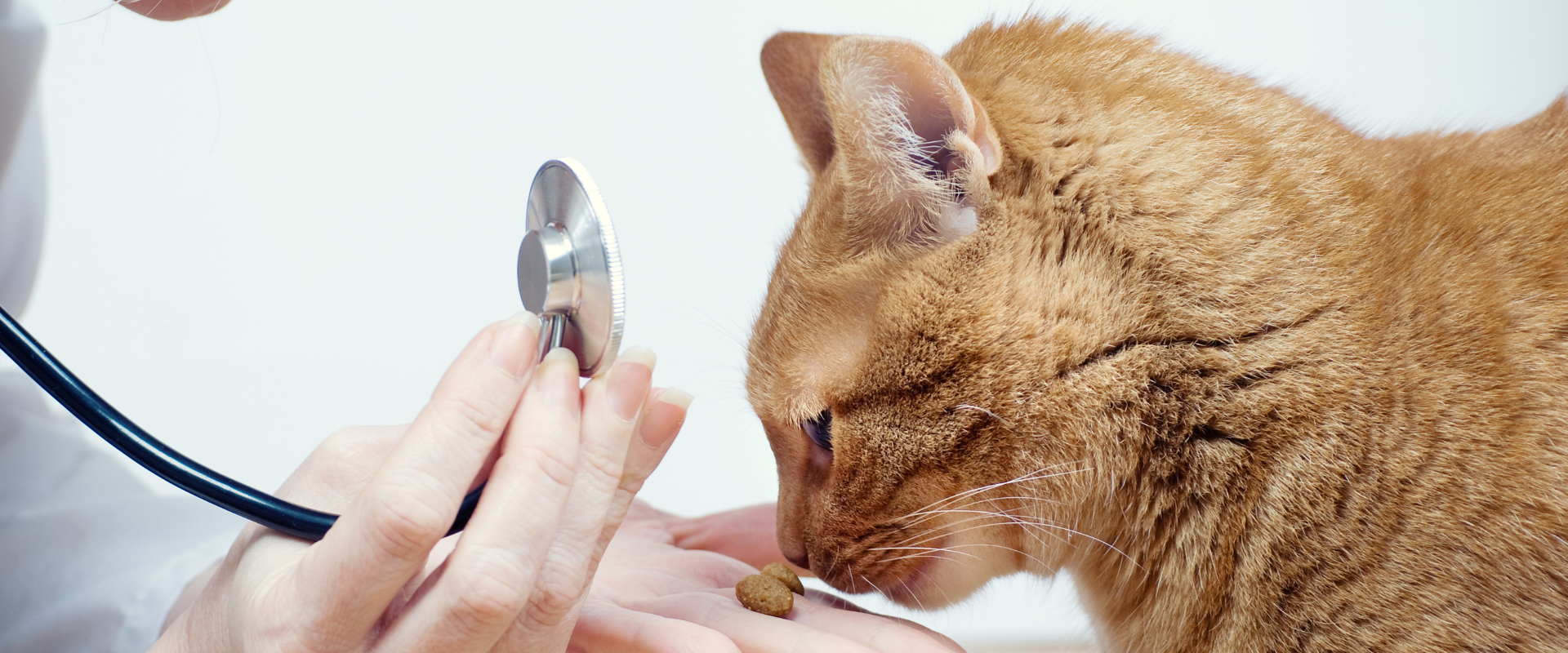 Eagle Pet Group Hero Image